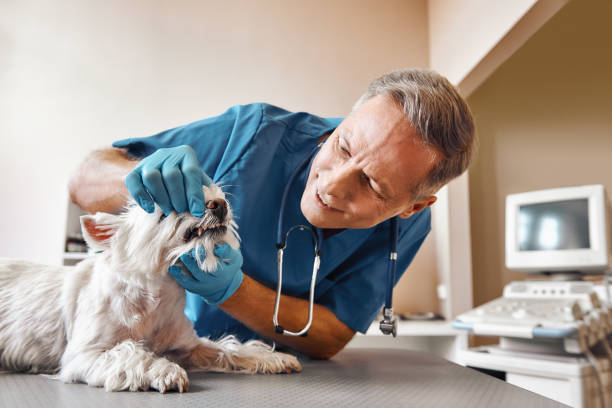 Best Emergency Treatment for Toothache in Gloversville, NY